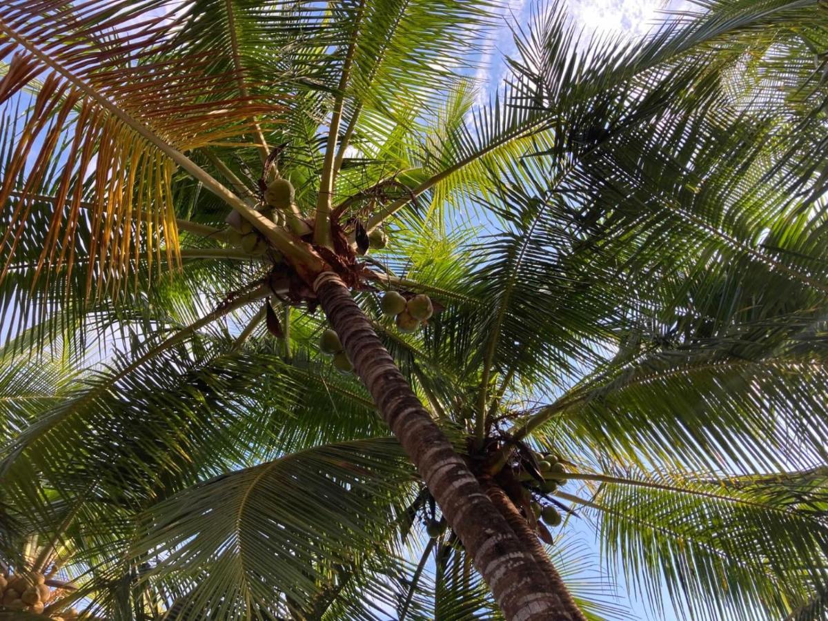 Palmetto *